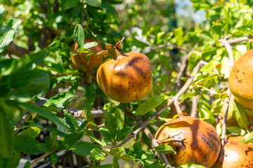 Fresh ripe pomegranates growing on tree branch with green leaves under clear blue summer sky, organic fruit agriculture, healthy food concept, natural background, Mediterranean farming orchard harvest
