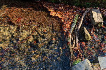 Tranquil autumn stream with clear water and fallen leaves