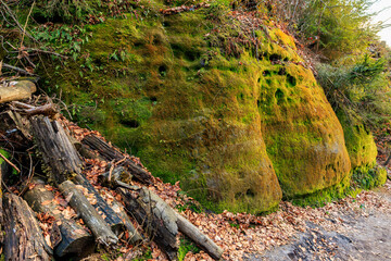 Lush moss-covered rock formation in forested area with logs and fallen leaves