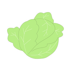 cabbage. vegetable theme. agriculture. harvest. vector illustration