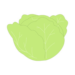 cabbage. vegetable theme. agriculture. harvest. vector illustration