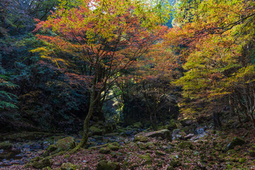 日本の風景・秋　三重県名張市　紅葉の赤目四十八滝