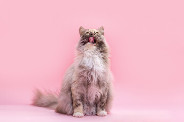 German Longhair cat in blue tortie smoke color on pink background