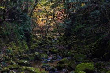 日本の風景・秋　三重県名張市　紅葉の赤目四十八滝