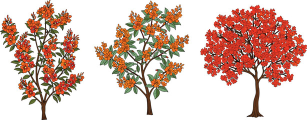 Flowering tree and shrub illustration, orange red blossoms, botanical vector art, tropical garden plants, seasonal floral design, landscaping, horticulture, nature clipart, decorative foliage