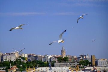 The historic Galata Tower, an important tourist destination in Istanbul. Seagulls fly around the Galata Tower. Tourist attractions. Old Istanbul houses. Istanbul - Karaköy - Turkey.