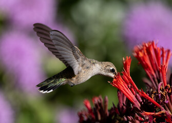 hummingbird in flight 