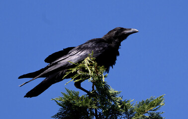 raven on a tree
