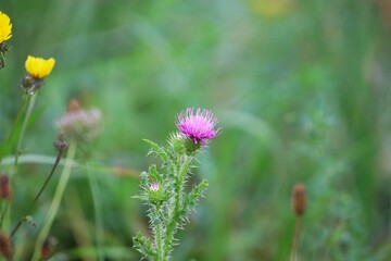 Close-Up of Milk Thistle Plant with Leaves and Spiky Texture