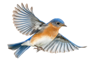 Bluebird in flight, wings outstretched