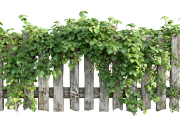 Obraz premium Rustic wooden fence overgrown with lush greenery
