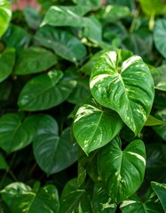 Lush green plants with variegated leaves