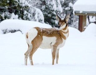 Obraz premium Pronghorn antelope in snowy landscape