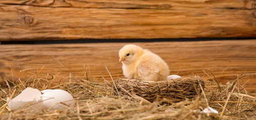 Nest with cute little chick and eggs on wooden background