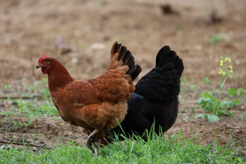 Two Chickens with Black and Reddish Plumage on Ground