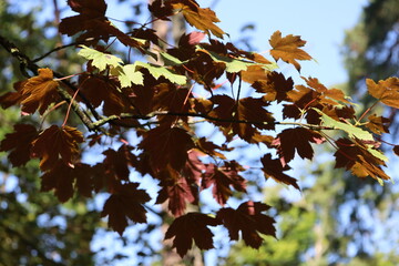 Fototapeta premium Close Up of Maple Branch with Bright Autumn Leaves