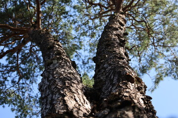 View from Below of Pine Tree Trunk and Branches Reaching Sky