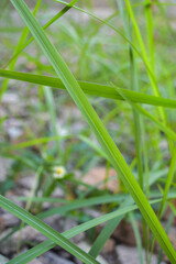 Nature of green leaf in garden at summer. Natural green leaves plants using as spring background cover page environment ecology or greenery wallpaper