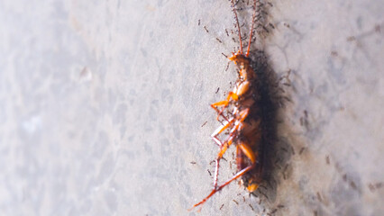 a dead cockroach being carried by ants.