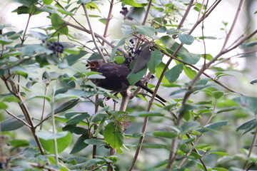 Blackbird Eating Red Berries in Natural Bush