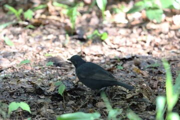 Detailed Close Up of Blackbird in Nature