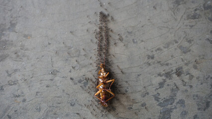 a dead cockroach being carried by ants.