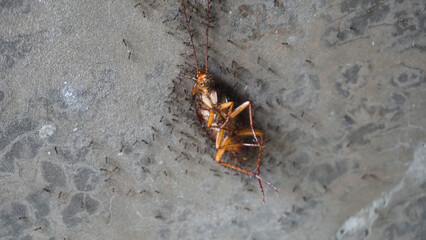 a dead cockroach being carried by ants.