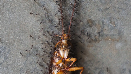 a dead cockroach being carried by ants.
