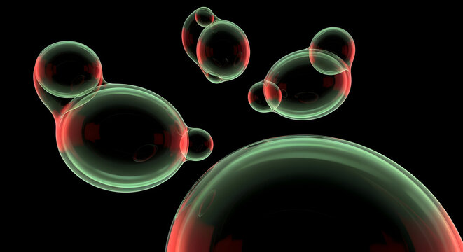 Yeast cells budding microbiology cell division reproduction microorganism biology science microscopic organism growth laboratory research medical health