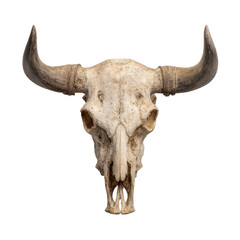 Close-up of a bleached, weathered bull skull.  Large horns curve outward from the head.  Pale bone structure, showing signs of age