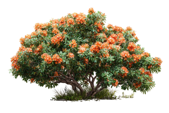 Lush shrub with vibrant orange-yellow blossoms