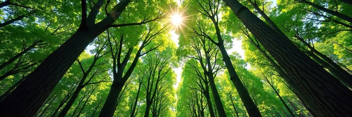 Obraz premium Intricate network of forest branches reaching towards the sky, sunlight filtering through the leaves Perfect for nature, woodland, and environmental themes , ecology, spring