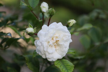 Detailed Close Up of White Iceberg Rose