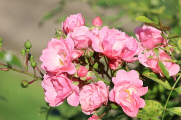Elegant Close Up of Pisocapra Swamp Rose