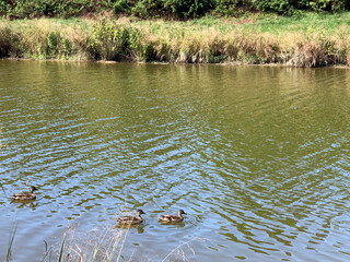 NC Hville Mallards Swimming 1 2025