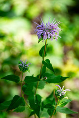 A single Wild Bergamot (Monarda fistulosa) flower stands tall in a Waukesha County, Wisconsin field in July, its unique purple petals catching the light.