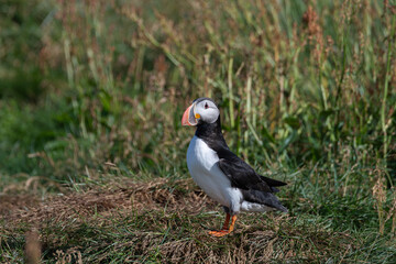 Side View of Atlantic Puffin in Nesting Grasses
