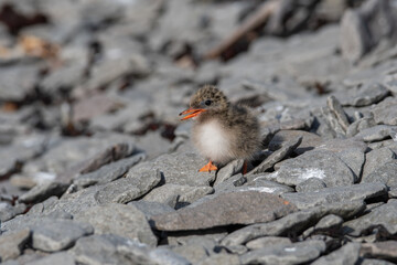 Baby Arctic Tern on Rocks with Open Beak