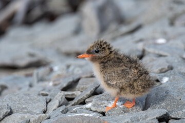 Close-up of Baby Arctic Tern on Rocks