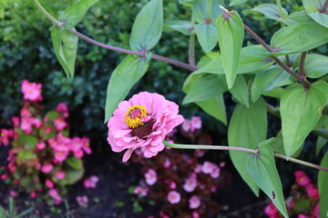 Beautiful Zinnia Elegans with Green Leaf Background