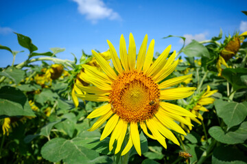 ひまわり畑に舞うミツバチ：夏の青空と元気をくれる風景