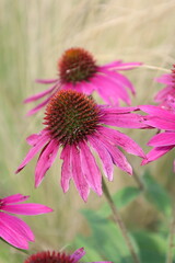 Fototapeta premium Beautiful Macro of Purple Coneflower Echinacea