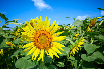 ひまわり畑に舞うミツバチ：夏の青空と元気をくれる風景
