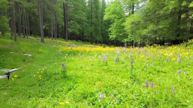 A vibrant green meadow filled with wildflowers stretches beneath tall trees at the edge of a peaceful forest. The video highlights the freshness of nature, serene landscapes, and the beauty of springt