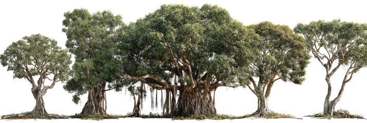 Lush array of ancient trees, a dense grouping of mature foliage