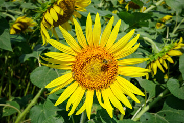 ひまわり畑に舞うミツバチ：夏の青空と元気をくれる風景