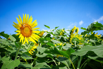 ひまわり畑に舞うミツバチ：夏の青空と元気をくれる風景