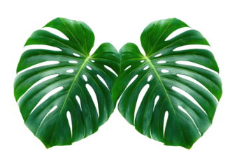 Two vibrant monstera leaves, deeply veined and sharply defined, against a black background