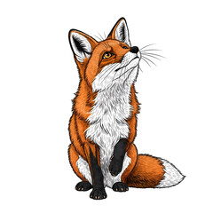 Fototapeta premium Red Fox Gazes Upward, Transparent Background Image Tutorial