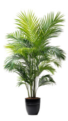 A vibrant palm tree in a dark pot, full of lush green fronds